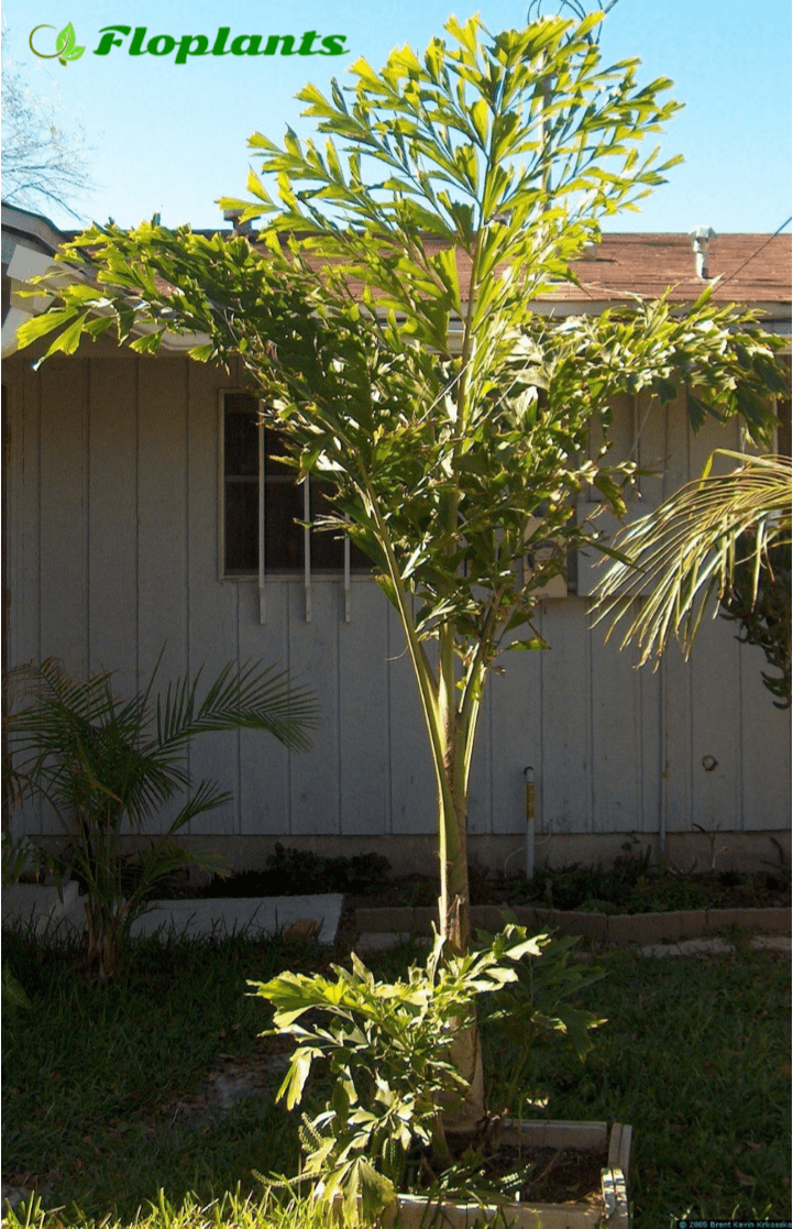 Хризалидокарпус (арека): размножение, пересадка и уход за пальмой в домашних условиях, описание и фото сортов лютесценс (желтоватый), отличия от хамедореи