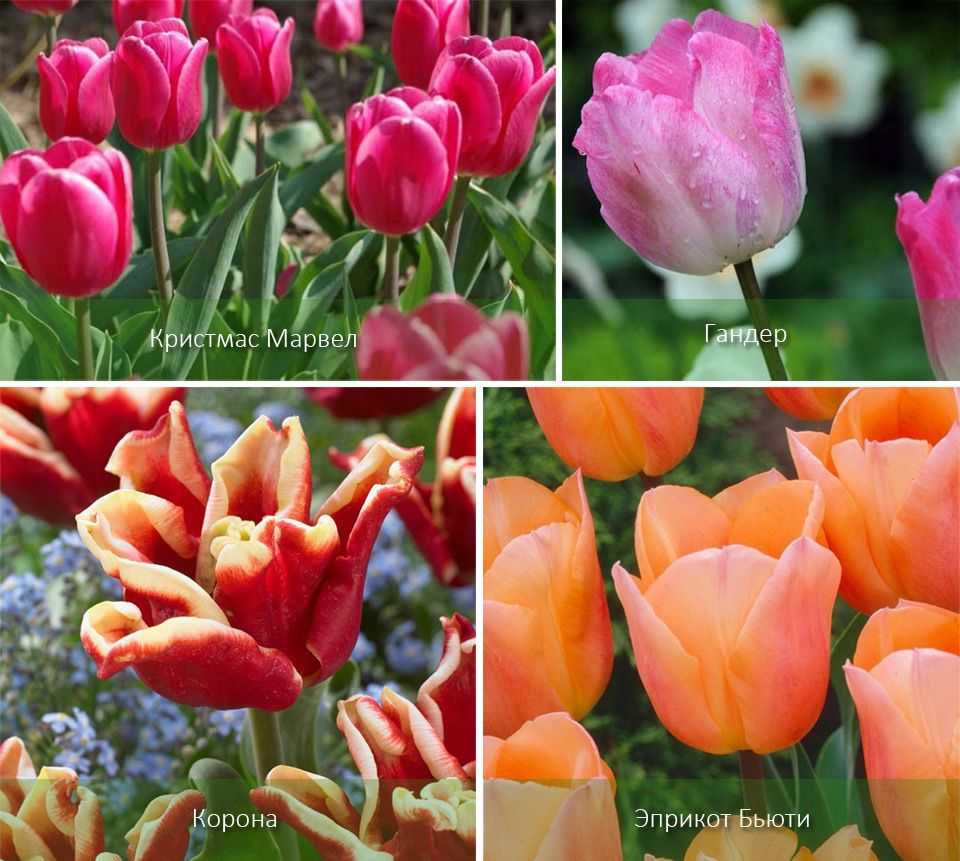 Выращивание тюльпанов в теплице: разбор технологии, советы дачников