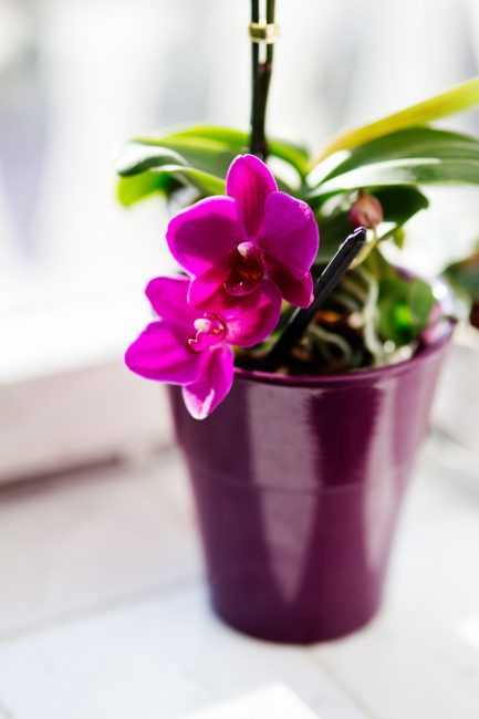 Нежная белая орхидея: уход в домашних условиях