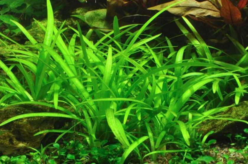 Аквариумное растение перистолистник (уруть водная): фото разновидностей, содержание и размножение в аквариуме