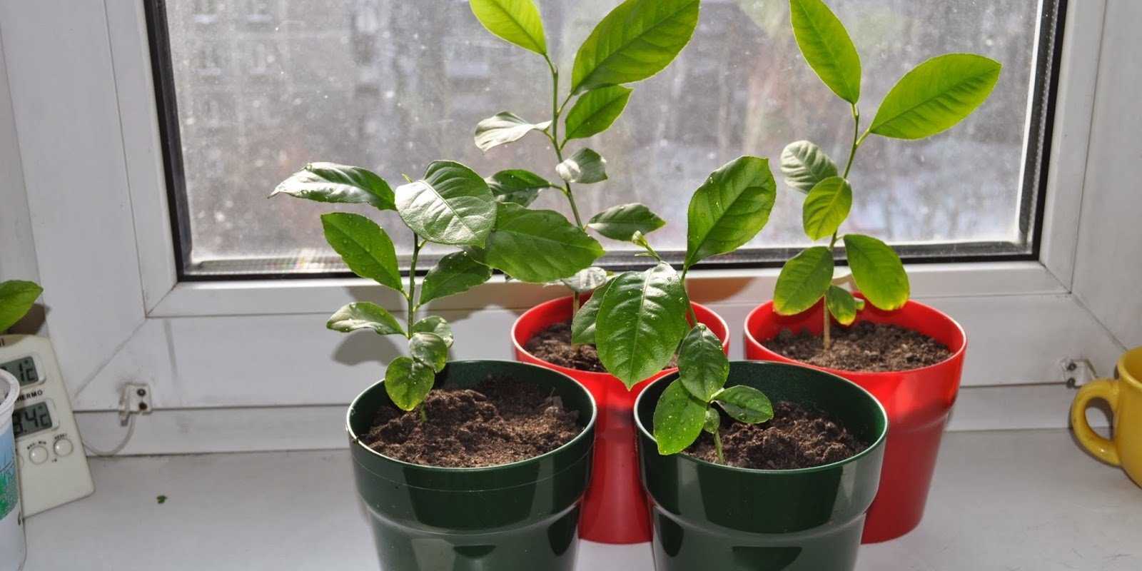 Как вырастить манго из косточки — посадка и проращивание в домашних условиях