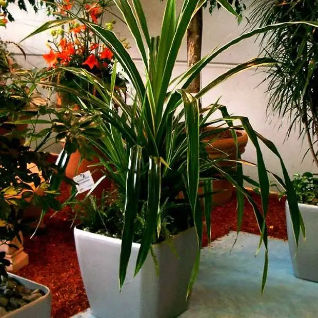 Комнатный цветок панданус в домашних условиях: уход, полив, виды с фото и названиями