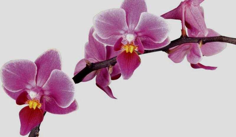 Информация от специалистов: какие бывают вредители орхидей фаленопсис и их лечение с фото