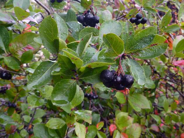 Советы по выращиванию черноплодной рябины