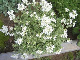 Цветы арабис: фото растений с описанием, посадка семенами и уход за цветами