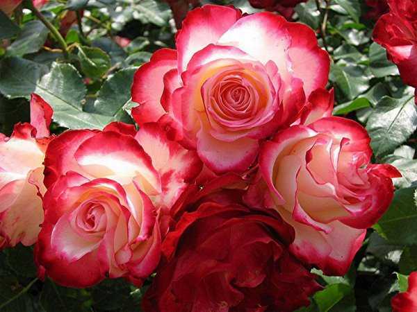 Плетистая роза – названия и фото сортов