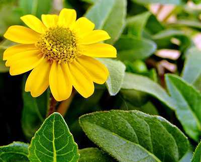 Цветок санвиталия: посадка и уход в открытом грунте, фото, выращивание в саду семенами