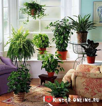 Как выбрать подходящие комнатные растения для детей?