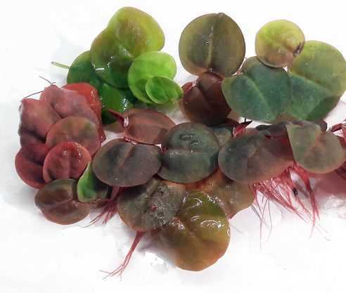 Сальвиния (плавающая, ушастая, клобучковая) — аквариумное растение: жизненный цикл, строение, содержание и размножение