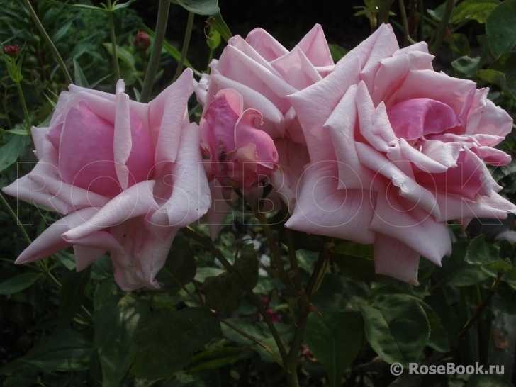 Сорта чайно-гибридных роз | сад и огород - интернет журнал о даче