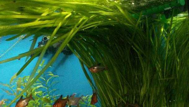 Валлиснерия в аквариуме: как сажать и ухаживать