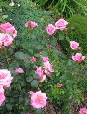 Выращивание садовых роз: основные правила ухода - проект "цветочки" - для цветоводов начинающих и профессионалов
