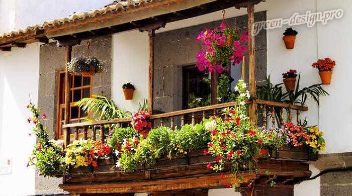 Какие цветы посадить на балконе: неприхотливые растения для теневого и солнечного балкона, советы по размещению композиции