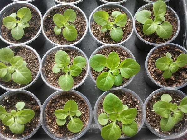 Как вырастить петунию из семян в домашних условиях на рассаду с фото пошагово видео