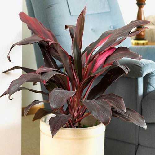 Комнатный цветок кордилина: фото разновидностей растения, уход в домашних условиях и размножение