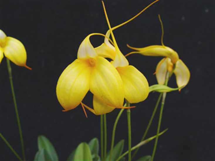 Орхидея фаленопсис: уход в домашних условиях, пересадка и размножение, правила полива