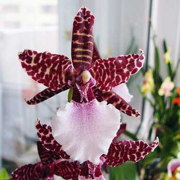 Орхидея одонтоглоссум: уход в домашних условиях, пересадка