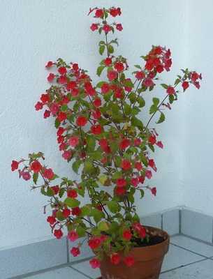 Растение тюльпан: ботаническая характеристика и строение - проект "цветочки" - для цветоводов начинающих и профессионалов
