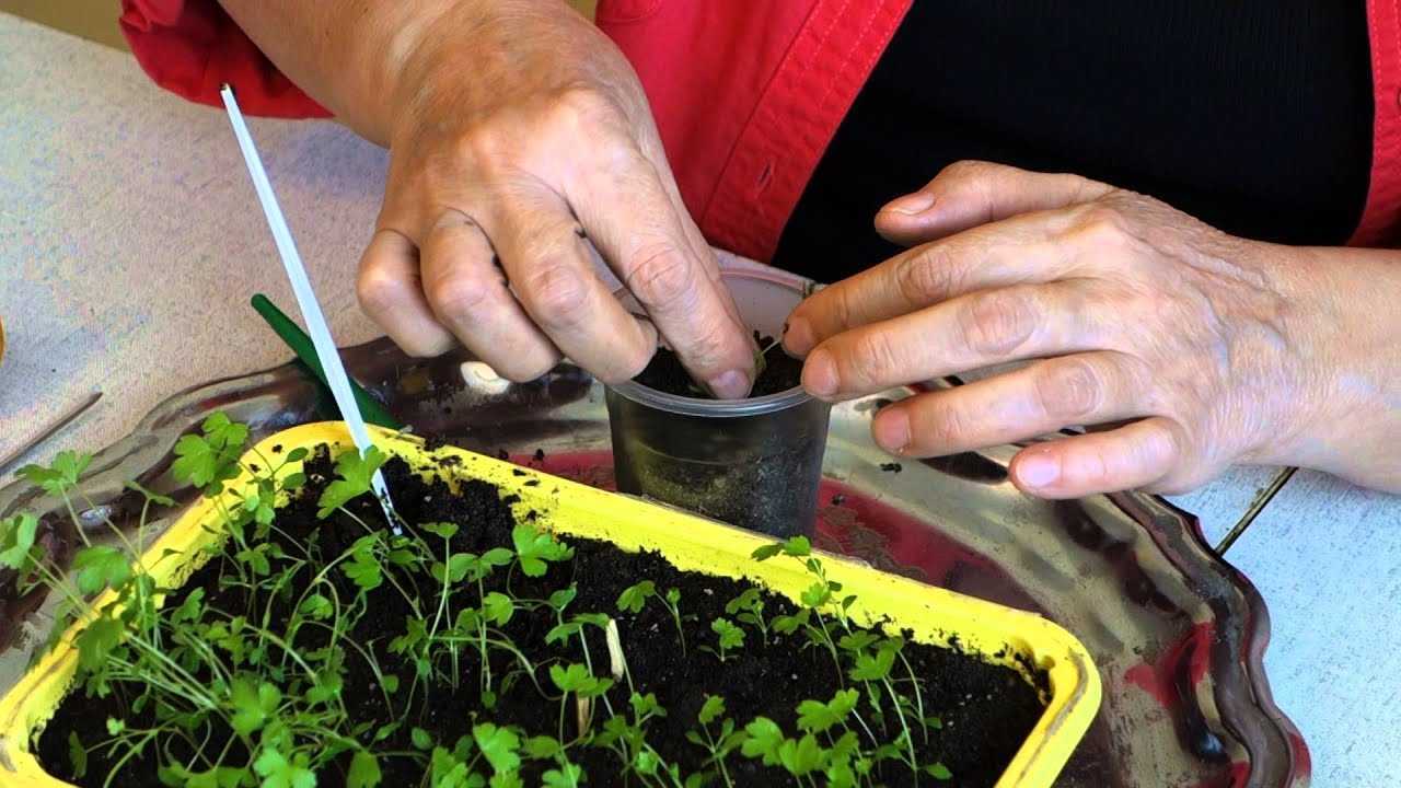 Сельдерей – выращивание и уход