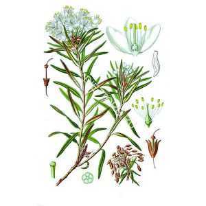 Растение цмин / гелихризум: фото, виды, выращивание, посадка и уход