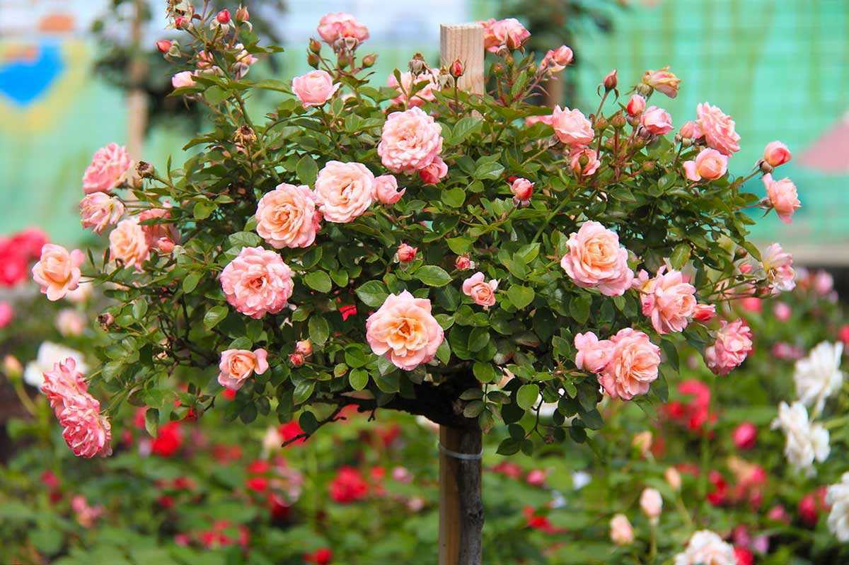 Методы размножения роз: фото и видео, как размножать розы отводками и черенками, уход за цветами