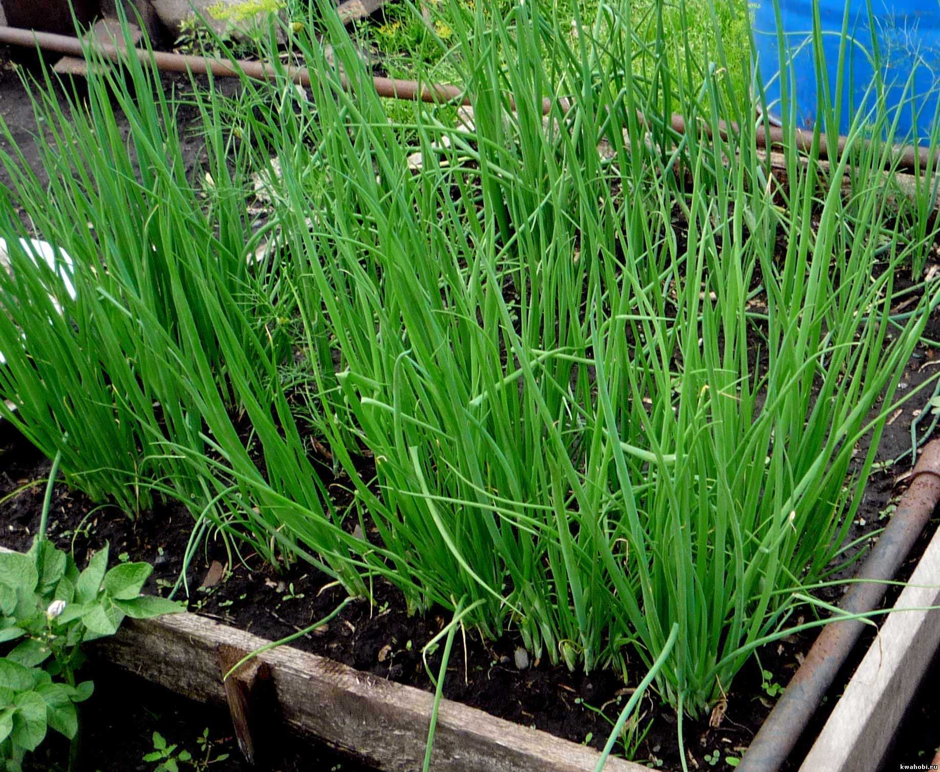 Выращивание лука-батуна из семян на подоконнике или балконе дома: можно ли вырастить, как посадить пошагово в горшке, а также уход и условия содержания