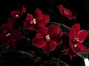 Фиалка сенполия - фото, уход в домашних условиях за цветком, размножение растения