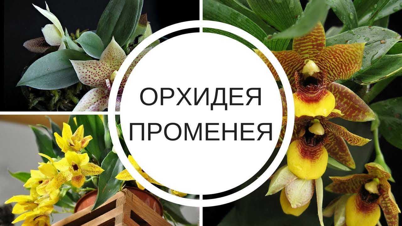 Выращивание орхидеи в домашних условиях- уход, полив, пересадка и размножение