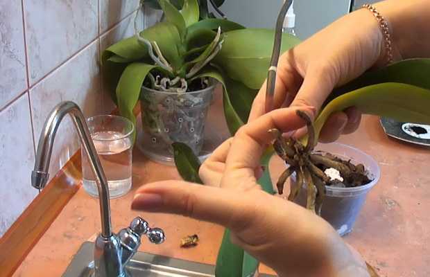 Субстрат для орхидей: состав правильного грунта - проект "цветочки" - для цветоводов начинающих и профессионалов