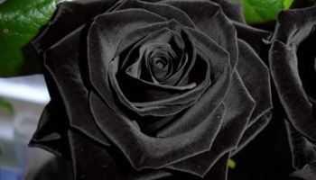 Чёрная Магия - морозостойкий и жароустойчивый сорт чайно – гибридных роз При правильном уходе радует тёмно-бордовыми, переходящими почти в чёрный цветами с