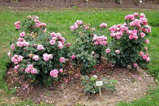 Роза леонардо да винчи: фото и описание, рекомендации по выращиванию, применение в декоре сада, отзывы