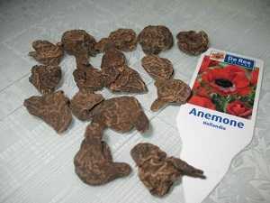 Анемоны — выращивание и уход в открытом грунте