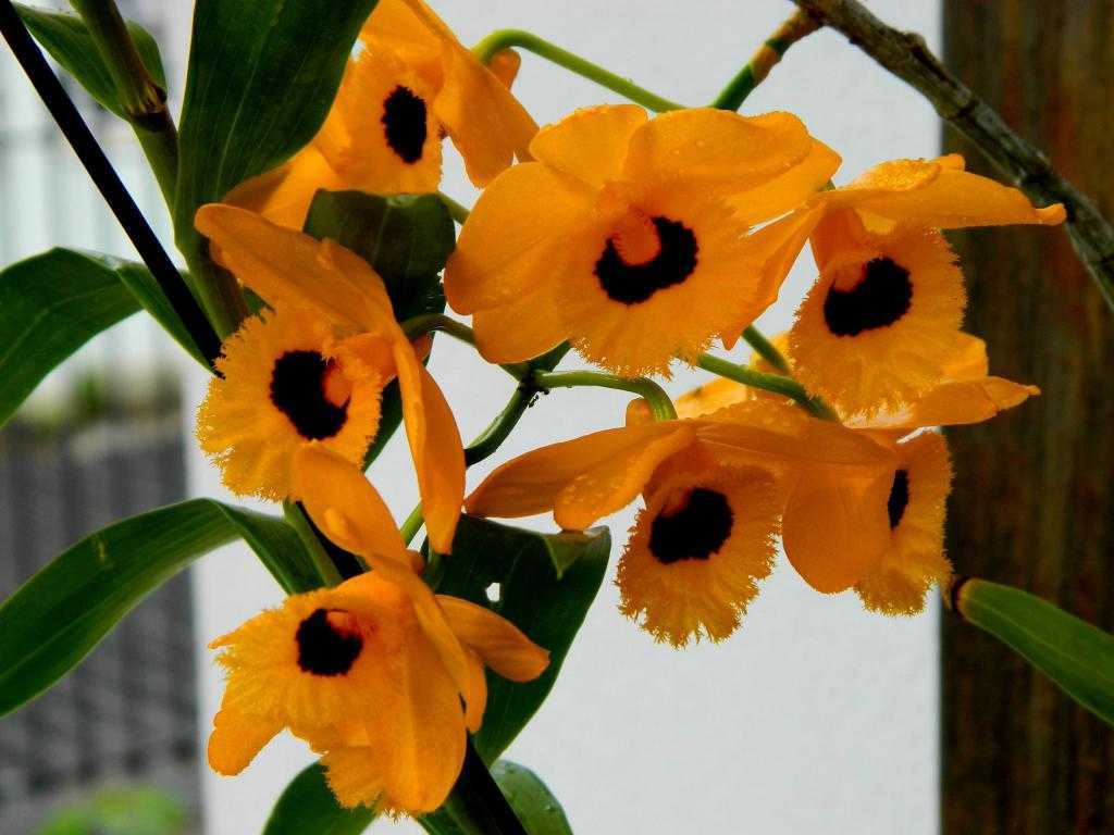 Орхидея дендробиум фаленопсис (23 фото): описание цветка, уход в домашних условиях, способы размножения