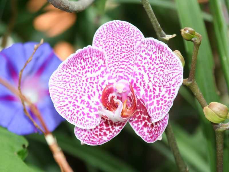 Сроки, когда поливать орхидею после пересадки