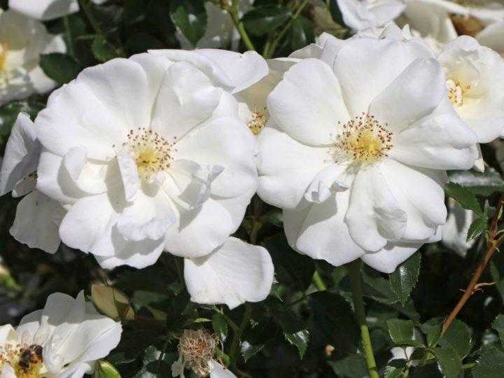 Секреты выращивания почвопокровной розы йеллоу фейри | дачасадовника