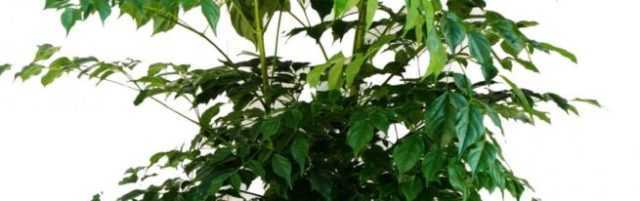 Радермахера: уход в домашних условиях, фото цветения и описание комнатного растения, китайская синика, размножение, приметы и суеверия, почему опадают листья?
