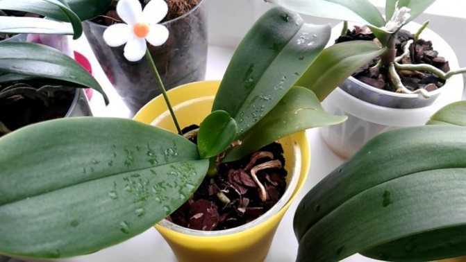 Болезни орхидей с описанием и как с ними бороться: фото и видео, что нужно делать для лечения комнатных цветов в домашних условиях