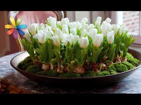 Ботанические тюльпаны: сорта, уход и выращивание