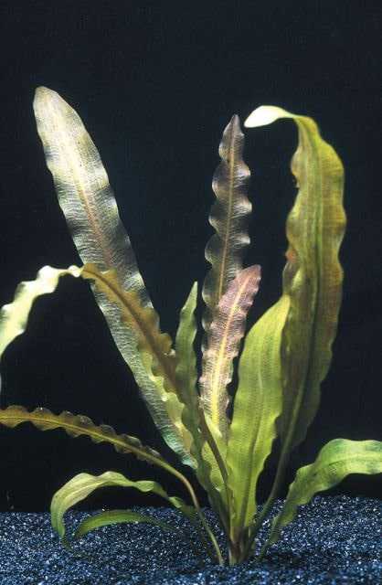 Самые неприхотливые аквариумные растения для начинающих: список с фото, названиями и описанием