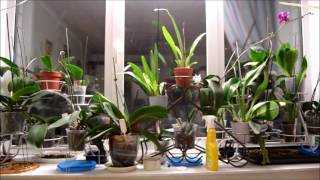 Выращивание орхидеи в воде: описание метода, рекомендации, отзывы
