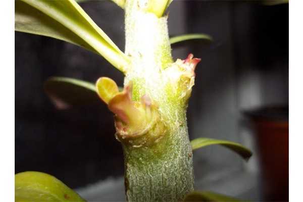 Цитокининовая паста для орхидей: хирургическое вмешательство цветовода | дачная жизнь