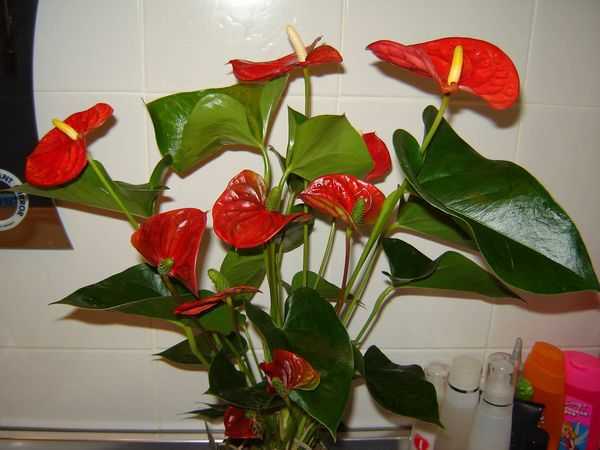 Названия комнатных цветков с красными цветами и листьями, маленькими цветочками