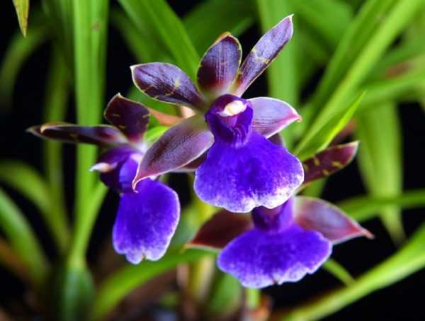 Орхидея зигопеталум (25 фото): уход за орхидеей в домашних условиях, сорта «голубой ангел», «луизендорф» и другие, пересадка после покупки