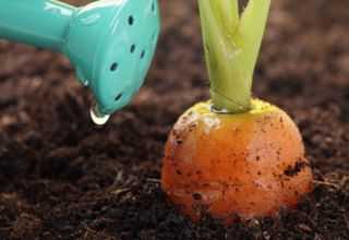 Посев моркови в открытый грунт весной: когда сеять, уход