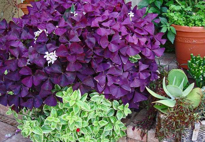 Кислица фиолетовая (35 фото): уход в домашних условиях и правила размножения треугольного оксалиса. что делать, если листья вянут?