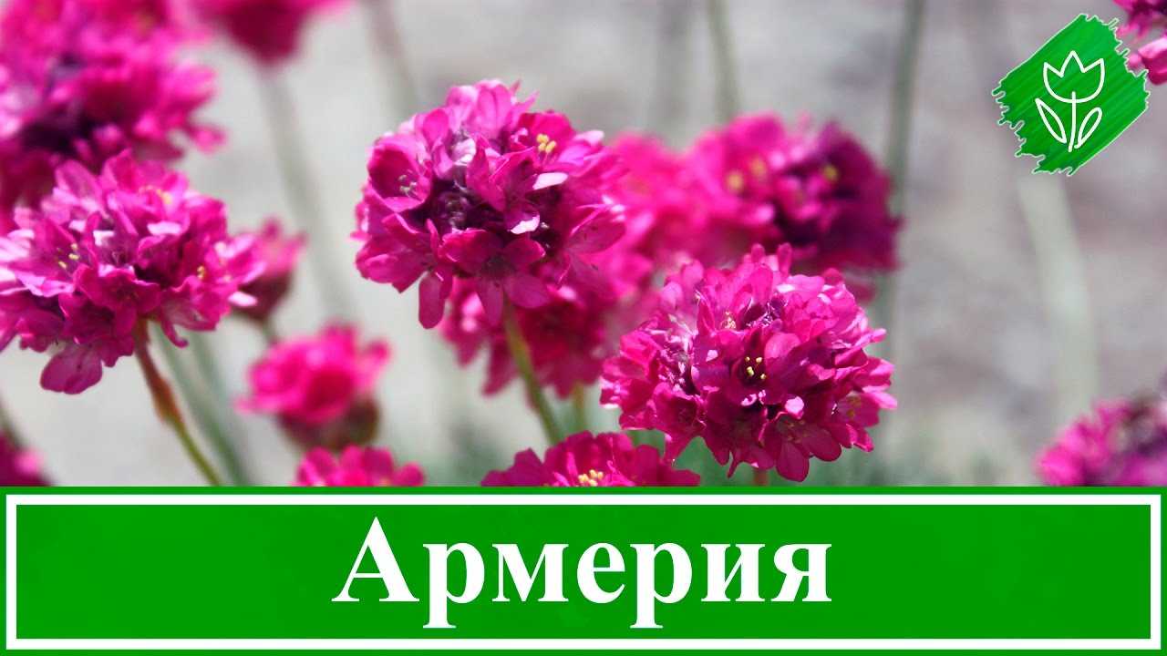 Армерия: посадка и уход в открытом грунте, фото цветкового многолетника