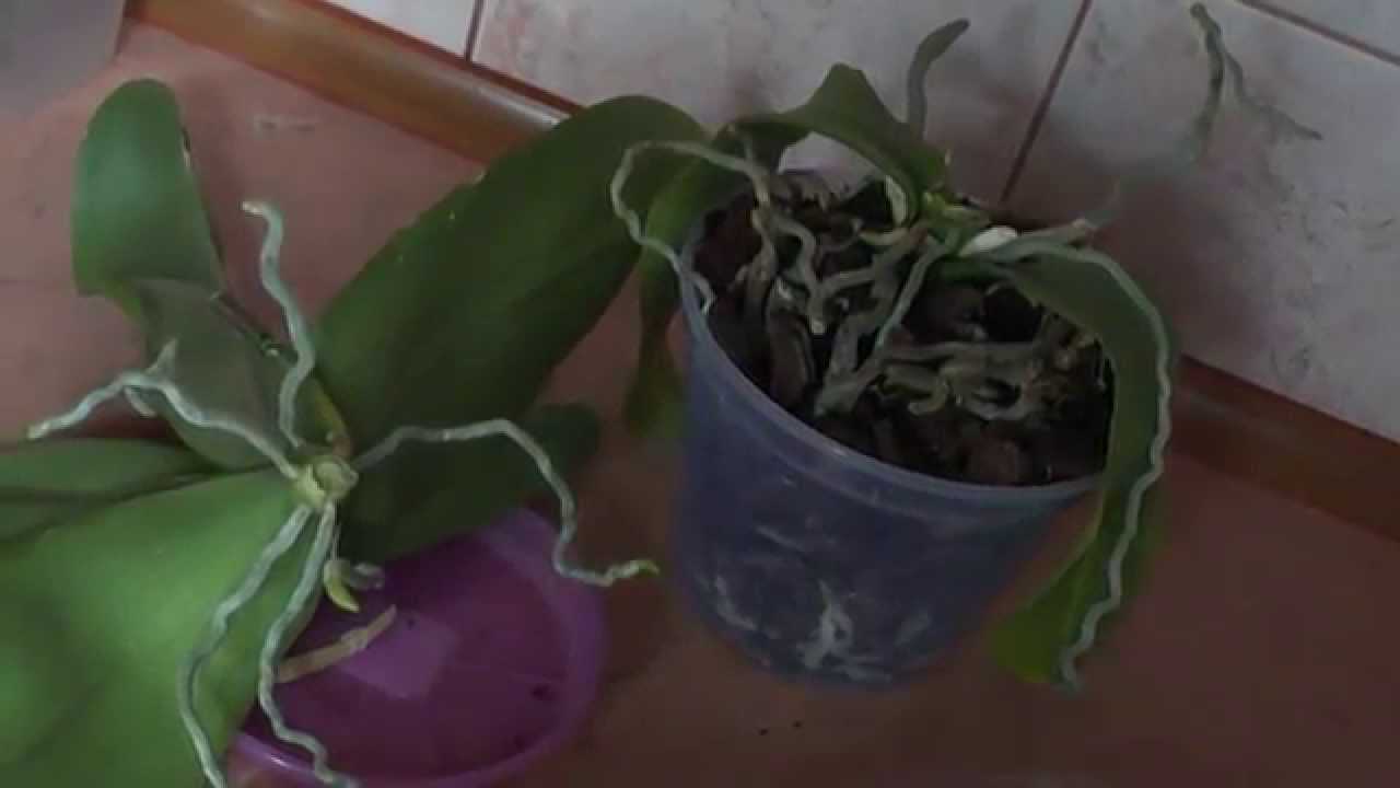 Помогаем цветку поправиться – болезни орхидей фаленопсис
