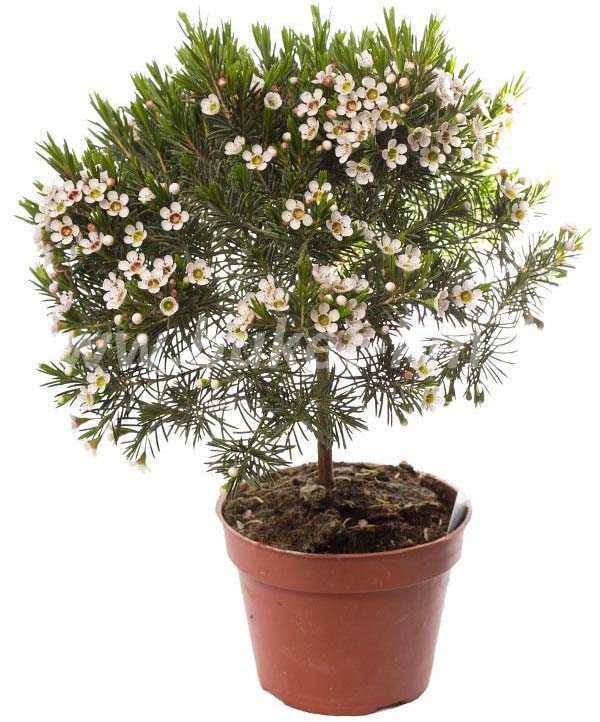 Хамелациум – декоративный австралийский кустарник, подходящий для выращивания в домашних и садовых условиях Разные сорта растения отличаются размером - от 30