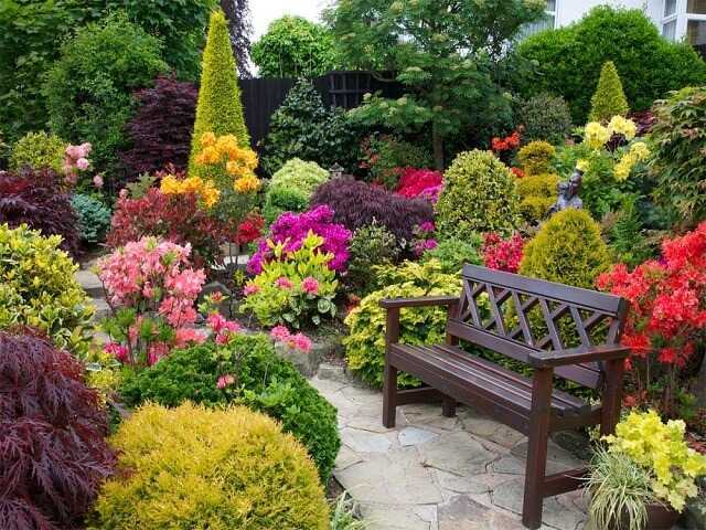 Василек садовый многолетний посадка и уход, сорта цветов с фото