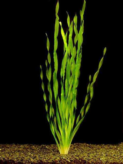 Аквариумное растение валлиснерия